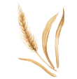 Brindille de blé